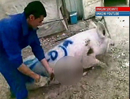 Strapunsi cu o ranga sau spintecati de vii! IMAGINI SOCANTE intr-o ferma din Spania Strapunsi cu o ranga sau spintecati de vii! IMAGINI SOCANTE intr-o ferma din Spania