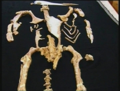 Fosilele unui pinguin gigantic au fost descoperite in Noua Zeelanda!
