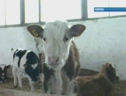 Un nou caz de antrax in Moldova! Boala a fost descoperita la o vita dintr-o gospodarie din raionul Rascani