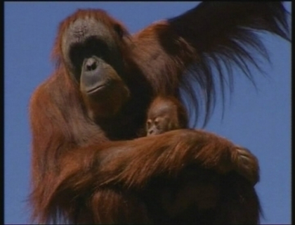 Puiul de orangutan care a devenit vedeta in Australia dupa ce a fost expus publicului! Puiul de orangutan care a devenit vedeta in Australia dupa ce a fost expus publicului!