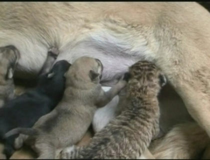 O catea este mama a unui tigru! Uite cum il alapteaza alaturi de cei trei catei ai sai O catea este mama a unui tigru! Uite cum il alapteaza alaturi de cei trei catei ai sai