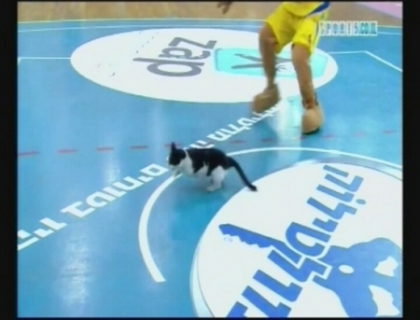 Si pisicile joaca baschet! Uite cum a distrat publicul aceasta felina jucausa Si pisicile joaca baschet! Uite cum a distrat publicul aceasta felina jucausa