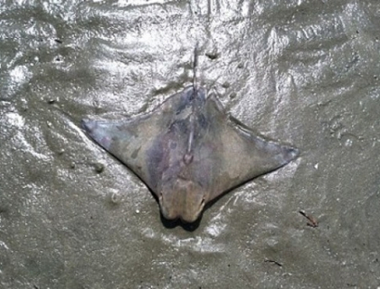 A vrut sa salveze o pisica de mare esuata.Cand a vazut ce era pe spatele ei era sa faca infarct. FOTO A vrut sa salveze o pisica de mare esuata.Cand a vazut ce era pe spatele ei era sa faca infarct. FOTO