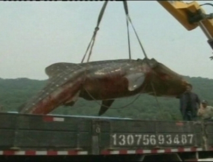 Rechinul-balena! Captura care i-a ingrozit pe pescarii din China! Uite cum arata monstrul gigant