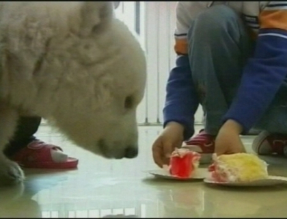 Si animalelele pot avea parte de petreceri fastuoase de ziua nasterii! Cum a fost felicitat acest urs polar