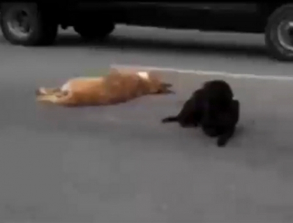 IMAGINI EMOTIONANTE: Un caine nu si-a parasit prietenul care a fost calcat de masina. VIDEO IMAGINI EMOTIONANTE: Un caine nu si-a parasit prietenul care a fost calcat de masina. VIDEO