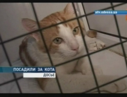 Moldovean condamnat la inchisoare pentru ca a batut cu bestialitate o pisica la Odessa!