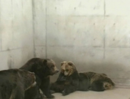 Imagini socante la o gradina zoologica din Japonia. Doua femei, ucise de 6 ursi evadati din tarcuri Imagini socante la o gradina zoologica din Japonia. Doua femei, ucise de 6 ursi evadati din tarcuri