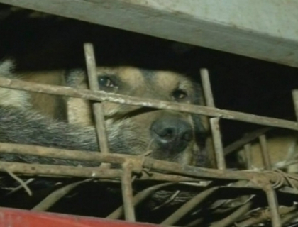 Imagini cutremuratoare in China! Peste 500 de caini inghesuiti intr-un camion! Afla cu ce scop Imagini cutremuratoare in China! Peste 500 de caini inghesuiti intr-un camion! Afla cu ce scop