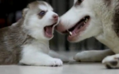 CLIPUL zilei pe internet. Imagini la care nu ai cum sa ramai indiferent. Mama husky cu puiul ei CLIPUL zilei pe internet. Imagini la care nu ai cum sa ramai indiferent. Mama husky cu puiul ei