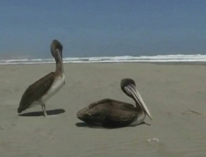 Nimeni nu-si poate explica fenomenul! Sute de animale marine si pasari, gasite moarte in Peru Nimeni nu-si poate explica fenomenul! Sute de animale marine si pasari, gasite moarte in Peru