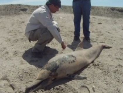 Dezastru natural. 877 de delfini esuati pe o plaja din Peru. Autoritatile ridica din umeri Dezastru natural. 877 de delfini esuati pe o plaja din Peru. Autoritatile ridica din umeri