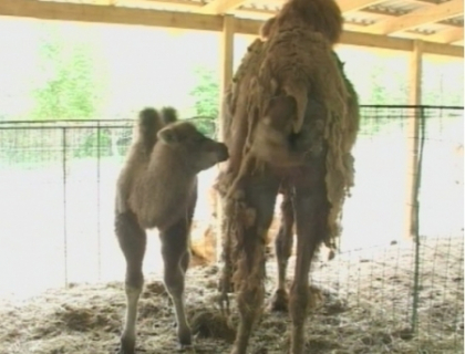 O maimuta capucin, 2 porci tajacu si 4 ratuste din Noua Zeelanda! Zoo din Chisinau isi numara puii
