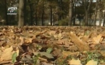 Toamna isi intra in drepturi: Se asteapta ploi si racirea vremii Toamna isi intra in drepturi: Se asteapta ploi si racirea vremii