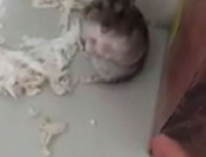 VIDEO. Cel mai TALENTAT hamster din lume. Se preface mort cand stapanul il "impusca" VIDEO. Cel mai TALENTAT hamster din lume. Se preface mort cand stapanul il "impusca"