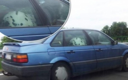 Imagini unice pe o autostrada. Un sofer, prins ca mergea cu un cal in masina