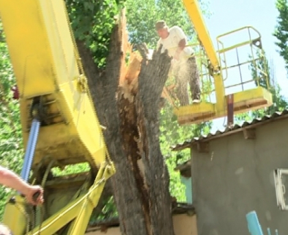 Noapte de cosmar pentru o familie din Chisinau! Un copac s-a prabusit peste casa lor! Noapte de cosmar pentru o familie din Chisinau! Un copac s-a prabusit peste casa lor!