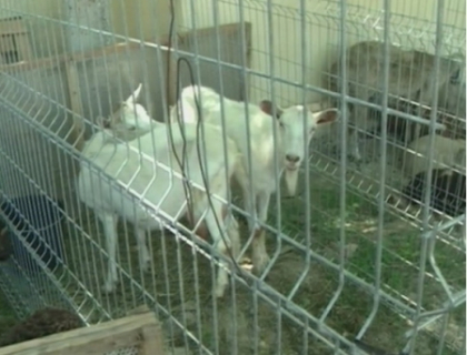 Cele mai frumoase oi si capre, expuse la Orhei! Cum s-a desfasurat targul si cu ce s-au infruptat vizitatorii Cele mai frumoase oi si capre, expuse la Orhei! Cum s-a desfasurat targul si cu ce s-au infruptat vizitatorii