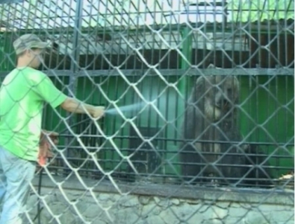 Bai cu apa rece sau aer conditionat! Cum indura animalele de la Zoo canicula insuportabila Bai cu apa rece sau aer conditionat! Cum indura animalele de la Zoo canicula insuportabila