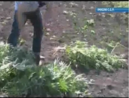 Cum a incercat un barbat din Revaca sa ascunda canepa pe care o cultiva in gradina Cum a incercat un barbat din Revaca sa ascunda canepa pe care o cultiva in gradina