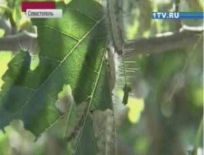 Oras invadat de omizi. Peste 3000 de copaci din Stavropol, Rusia, distrusi. Oamenii, panicati Oras invadat de omizi. Peste 3000 de copaci din Stavropol, Rusia, distrusi. Oamenii, panicati