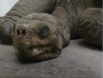 Singuraticul George a murit! Ultima broasca testoasa gigantica a pierit din motive necunoscute Singuraticul George a murit! Ultima broasca testoasa gigantica a pierit din motive necunoscute