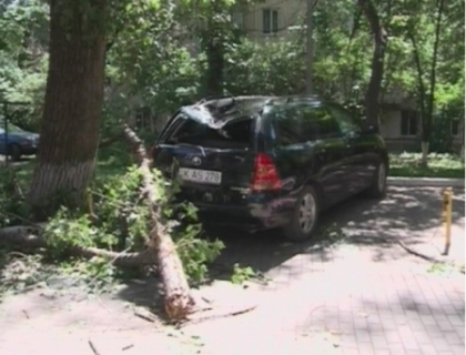 Ghinion! Si-a parcat masina langa bloc si a gasit-o strivita de un copac! Ce spun cei de la Spatii Verzi Ghinion! Si-a parcat masina langa bloc si a gasit-o strivita de un copac! Ce spun cei de la Spatii Verzi