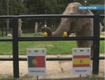 Animalele oracol prezic victoria portughezilor! Meci de infarct in prima semifinala EURO 2012 Animalele oracol prezic victoria portughezilor! Meci de infarct in prima semifinala EURO 2012
