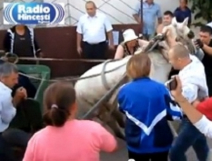 Pumni si picioare la piata din Hancesti. Comerciantii au patruns cu caii peste agentii de paza. VIDEO Pumni si picioare la piata din Hancesti. Comerciantii au patruns cu caii peste agentii de paza. VIDEO