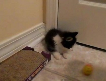 VIDEO. Imaginile cu aceasta pisica au facut zeci de mii de oameni sa planga. De ce e atat de speciala VIDEO. Imaginile cu aceasta pisica au facut zeci de mii de oameni sa planga. De ce e atat de speciala