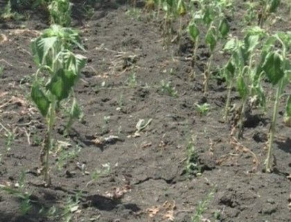 A ajuns si la Guvern! Filat, alarmat: Avem seceta! 90% din terenurile agricole sunt afectate de arsita A ajuns si la Guvern! Filat, alarmat: Avem seceta! 90% din terenurile agricole sunt afectate de arsita