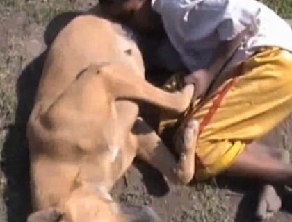 IMAGINEA ZILEI pe mapamond. De foame, un copil suge lapte de la o catea. VIDEO IMAGINEA ZILEI pe mapamond. De foame, un copil suge lapte de la o catea. VIDEO