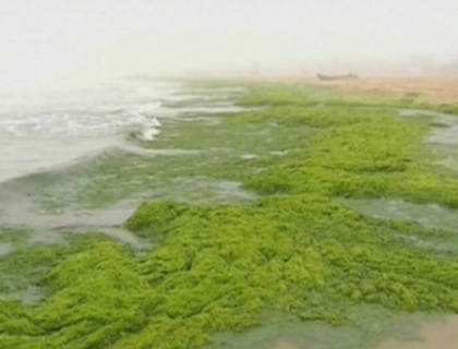 Invazia algelor in China. S-a gasit o metoda neobisnuita de a folosi algele de mare Invazia algelor in China. S-a gasit o metoda neobisnuita de a folosi algele de mare