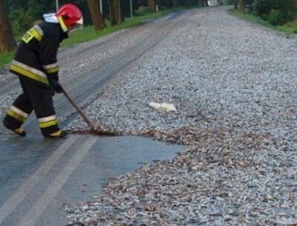 "Ce este asta?". Soferii au ramas inmarmuriti cand au vazut ce este in fata lor, pe sosea. FOTO