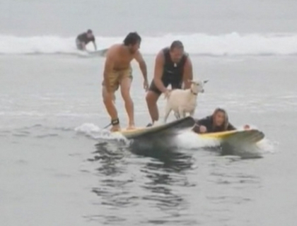 Cea mai celebra capra din SUA. Face surfing impreuna cu iedul sau