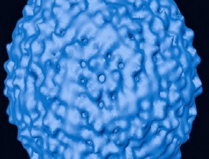 Virusul West Nile face prima victima la Atena. Un barbat de 75 de ani a murit Virusul West Nile face prima victima la Atena. Un barbat de 75 de ani a murit