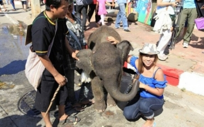 Chinurile inimaginabile prin care trec elefantii din Thailanda, inainte de a fi expusi publicului