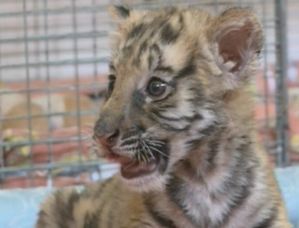 "Kroha" - rasfatatul Gradinii Zoologice. Cum arata puiul de tigru bengalez, abandonat la nastere "Kroha" - rasfatatul Gradinii Zoologice. Cum arata puiul de tigru bengalez, abandonat la nastere