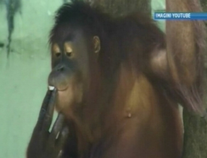 Cum sa-l faci pe un urangutan sa se lase de fumat? Iata ce solutie au gasit angajatii de la Zoo Cum sa-l faci pe un urangutan sa se lase de fumat? Iata ce solutie au gasit angajatii de la Zoo