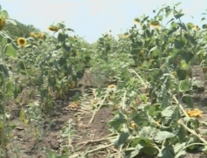 Situatie alarmanta la Nisporeni: Hectare intregi sunt distruse de omizi! 7 focare depisate pana acum Situatie alarmanta la Nisporeni: Hectare intregi sunt distruse de omizi! 7 focare depisate pana acum