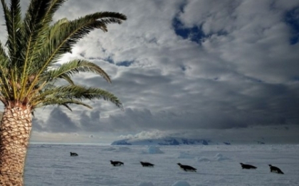 Istoria se va repeta. In Antarctica vor creste palmieri, asa cum se intampla in urma cu 50 mil. ani Istoria se va repeta. In Antarctica vor creste palmieri, asa cum se intampla in urma cu 50 mil. ani