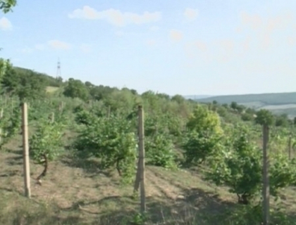 Mai putin vin de casa! Taranii ar putea fi impozitati daca vor produce mai mult de 1 tona de vin Mai putin vin de casa! Taranii ar putea fi impozitati daca vor produce mai mult de 1 tona de vin