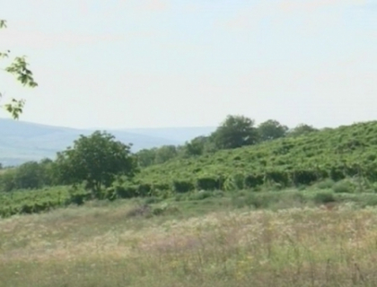 Ministerul dezminte: Taranii care produc vin de casa nu vor trebui sa plateasca impozite! Ministerul dezminte: Taranii care produc vin de casa nu vor trebui sa plateasca impozite!