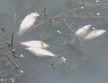 Peisaj macabru pe lacul de pe strada Albisoara! Sute de pesti morti plutesc la suprafata apei! Peisaj macabru pe lacul de pe strada Albisoara! Sute de pesti morti plutesc la suprafata apei!