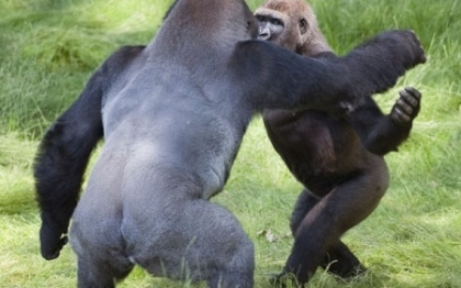 FOTO. Nu te-ai astepta la un asemenea gest din partea unor animale. Scena de neuitat la zoo FOTO. Nu te-ai astepta la un asemenea gest din partea unor animale. Scena de neuitat la zoo