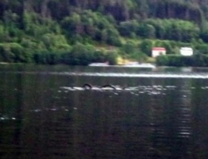 "Avea un cap urias si doua cocoase". Aparitia monstruoasa de pe un lac din Norvegia. VIDEO