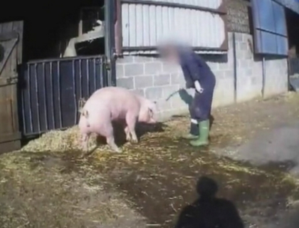 Mai insensibil decat animalele. Barbat din Marea Britanie, condamnat la inchisoare pentru ca batea porcii Mai insensibil decat animalele. Barbat din Marea Britanie, condamnat la inchisoare pentru ca batea porcii