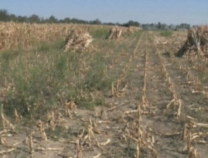 Seceta face ravagii in toata Europa! Agricultorii nu au reusit sa salveze nimic! Pierderile, de milioane Seceta face ravagii in toata Europa! Agricultorii nu au reusit sa salveze nimic! Pierderile, de milioane