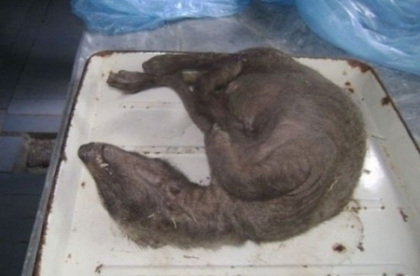 Animalul mutant sau hibrid: creatura bizara impuscata de vanatori. "Nu putem spune ce este". FOTO Animalul mutant sau hibrid: creatura bizara impuscata de vanatori. "Nu putem spune ce este". FOTO
