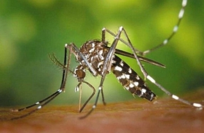 O boala mortala eradicata in anii \'20 a facut prima victima ASTAZI. Autoritatile grecesti, in alerta